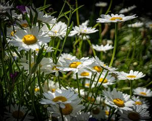 Preview wallpaper chamomiles, flowers, field, plants