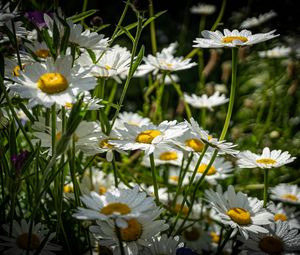 Preview wallpaper chamomiles, flowers, field, plants