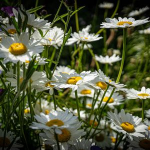 Preview wallpaper chamomiles, flowers, field, plants