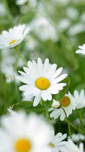 Preview wallpaper chamomiles, flowers, petals, leaves