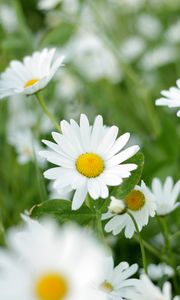 Preview wallpaper chamomiles, flowers, petals, leaves