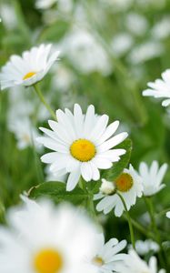 Preview wallpaper chamomiles, flowers, petals, leaves