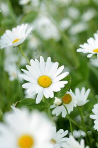 Preview wallpaper chamomiles, flowers, petals, leaves