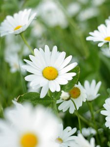 Preview wallpaper chamomiles, flowers, petals, leaves