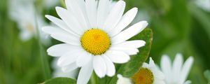 Preview wallpaper chamomiles, flowers, petals, leaves
