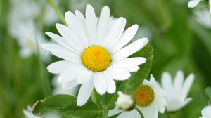 Preview wallpaper chamomiles, flowers, petals, leaves