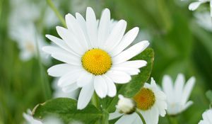 Preview wallpaper chamomiles, flowers, petals, leaves