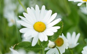 Preview wallpaper chamomiles, flowers, petals, leaves