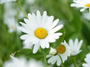Preview wallpaper chamomiles, flowers, petals, leaves