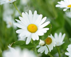 Preview wallpaper chamomiles, flowers, petals, leaves
