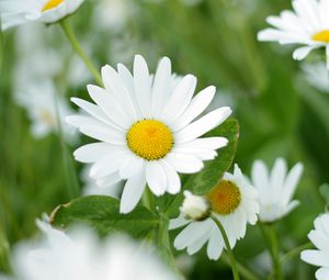 Preview wallpaper chamomiles, flowers, petals, leaves