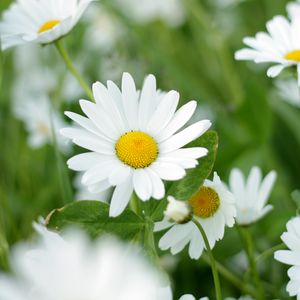 Preview wallpaper chamomiles, flowers, petals, leaves