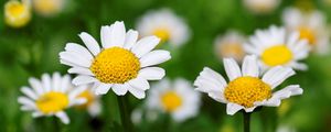 Preview wallpaper chamomiles, flowers, plants, leaves, green
