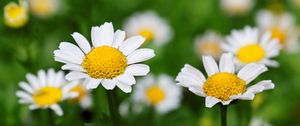 Preview wallpaper chamomiles, flowers, plants, leaves, green