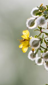 Preview wallpaper chaparral, flowers, buds, branch, spring