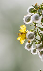 Preview wallpaper chaparral, flowers, buds, branch, spring