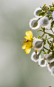 Preview wallpaper chaparral, flowers, buds, branch, spring