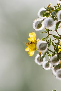 Preview wallpaper chaparral, flowers, buds, branch, spring