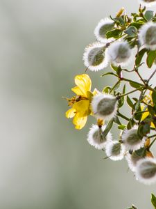 Preview wallpaper chaparral, flowers, buds, branch, spring