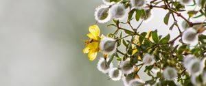 Preview wallpaper chaparral, flowers, buds, branch, spring