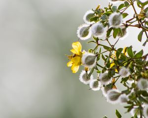 Preview wallpaper chaparral, flowers, buds, branch, spring