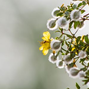 Preview wallpaper chaparral, flowers, buds, branch, spring