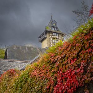Preview wallpaper chapel, maple, maple leaves, autumn