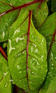 Preview wallpaper chard, leaves, water, drops, macro