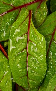 Preview wallpaper chard, leaves, water, drops, macro