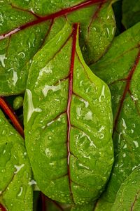 Preview wallpaper chard, leaves, water, drops, macro