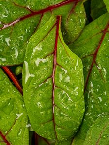 Preview wallpaper chard, leaves, water, drops, macro