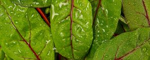 Preview wallpaper chard, leaves, water, drops, macro