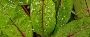 Preview wallpaper chard, leaves, water, drops, macro