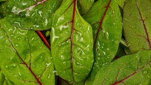 Preview wallpaper chard, leaves, water, drops, macro