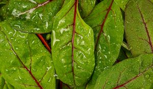 Preview wallpaper chard, leaves, water, drops, macro