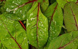 Preview wallpaper chard, leaves, water, drops, macro