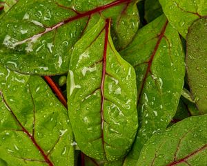 Preview wallpaper chard, leaves, water, drops, macro