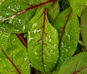 Preview wallpaper chard, leaves, water, drops, macro