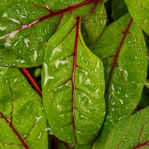 Preview wallpaper chard, leaves, water, drops, macro