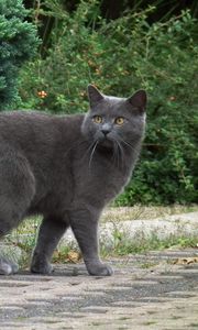 Preview wallpaper chartreux, cat, breed, gray, walk