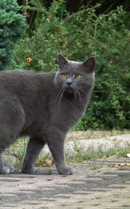 Preview wallpaper chartreux, cat, breed, gray, walk