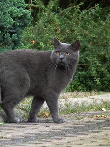 Preview wallpaper chartreux, cat, breed, gray, walk