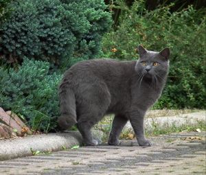 Preview wallpaper chartreux, cat, breed, gray, walk