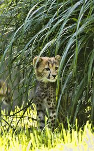 Preview wallpaper cheetah, animal, big cat, wildlife