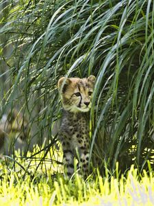 Preview wallpaper cheetah, animal, big cat, wildlife
