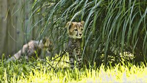 Preview wallpaper cheetah, animal, big cat, wildlife