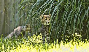 Preview wallpaper cheetah, animal, big cat, wildlife