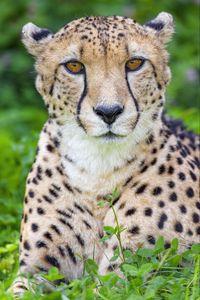 Preview wallpaper cheetah, animal, big cat, predator, wild