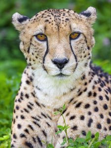 Preview wallpaper cheetah, animal, big cat, predator, wild