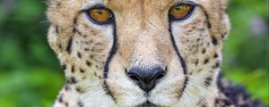 Preview wallpaper cheetah, animal, big cat, predator, wild